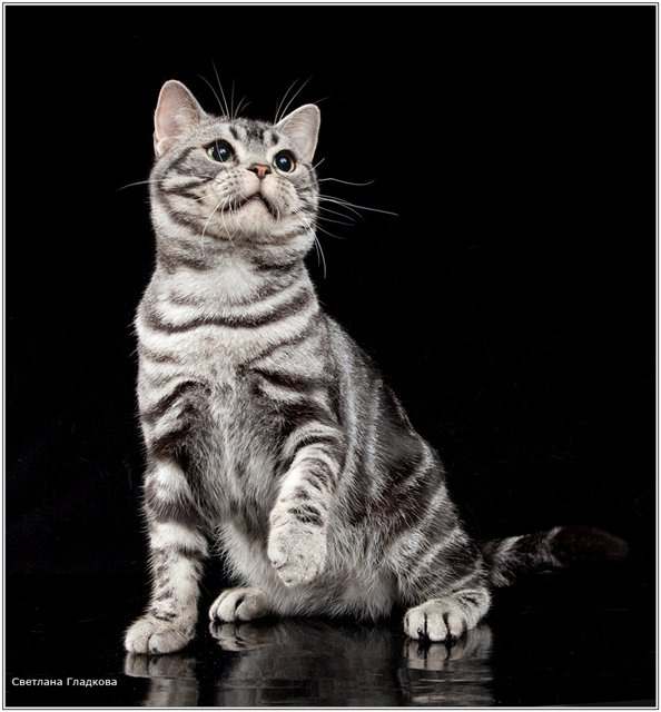 Welcome To Inverness Cattery American Shorthair Kittens And Cats For