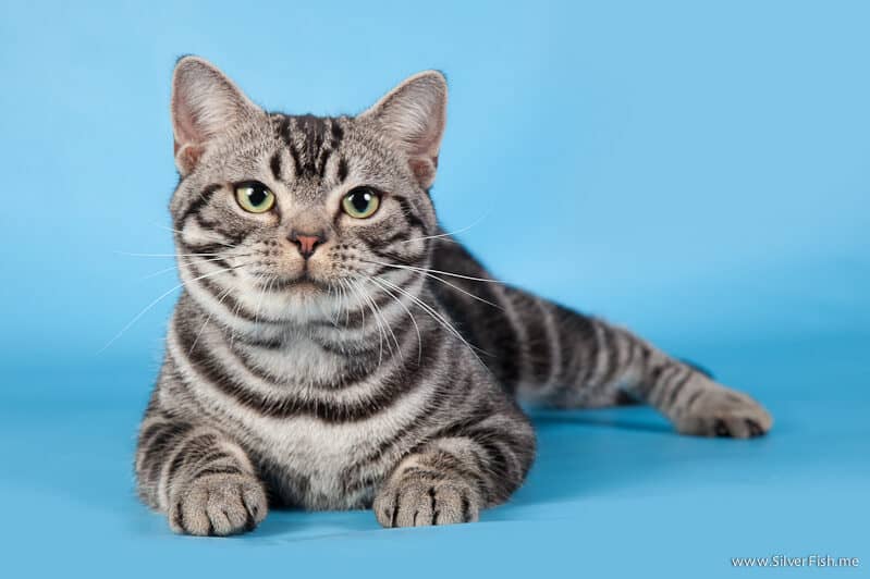 American ShortHair Kittens & Cats for Sale in Seattle, Washington
